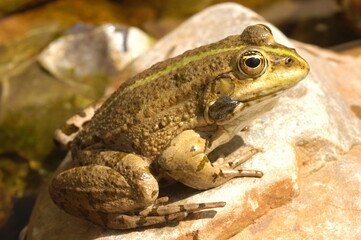 grenouille