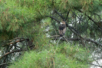 Young female Short-toed Eagle waiting for parents in a pine tree in her breeding territory with the first light of day