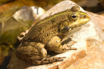 grenouille