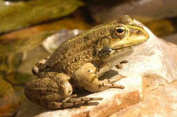 grenouille