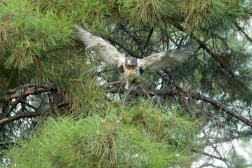 Young female Short-toed Eagle waiting for parents in a pine tree in her breeding territory with the first light of day