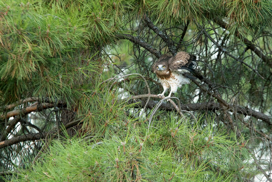 Young female Short-toed Eagle in a pine tree with the first light of dawn