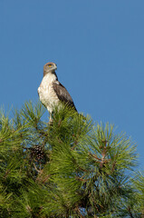 Adult male Short-toed Eagle on top of a pine tree in his breeding territory with the first light of day