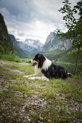 Naklejka na ściany i meble Portrait of border collie is lying in austria nature near to glossglockner.