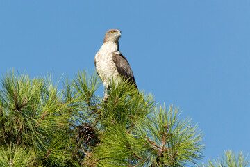 Male Short-toed Eagle on a pine tree with the first light of dawn