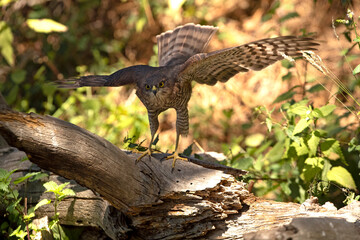 Young male Eurasian sparrow hawk drinking and taking a bath at a natural water point in the hottest summer hours in a pine forest
