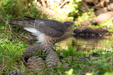 Young male Eurasian sparrow hawk drinking and taking a bath at a natural water point in the hottest summer hours in a pine forest