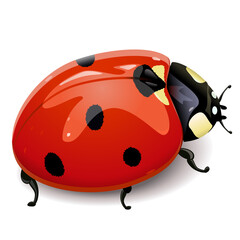 Vector Red ladybird © dashadima