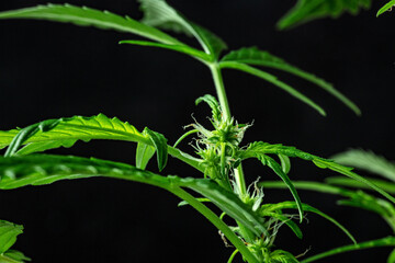Cannabis plant, almost ready for harvest, on a black background, with stigmas starting to turn yellow