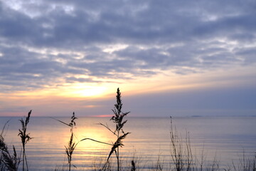 Obraz premium sky with reed