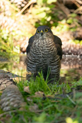 Young male Eurasian sparrow hawk drinking and taking a bath at a natural water point in the hottest summer hours in a pine forest