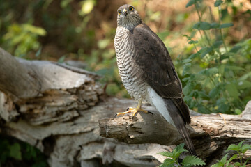Young female Eurasian sparrow hawk at a natural water point in a pine forest with the first morning lights