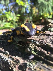 salamandre