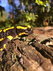 salamandre