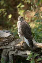 Young female Eurasian sparrow hawk at a water point in summer in a pine forest