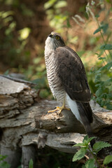 Young female Eurasian sparrow hawk at a natural water point in a pine forest with the first morning lights