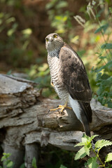 Young female Eurasian sparrow hawk at a water point in summer in a pine forest