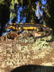 salamandre