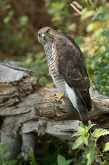 Young female Eurasian sparrow hawk at a natural water point in a pine forest with the first morning lights