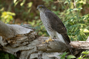 Young female Eurasian sparrow hawk at a water point in summer in a pine forest