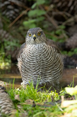Young female Eurasian sparrow hawk at a natural water point in a pine forest with the first morning lights