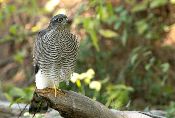 Young female Eurasian sparrow hawk at a natural water point in a pine forest with the first morning lights