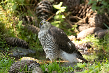 Young female Eurasian sparrow hawk at a water point in summer in a pine forest