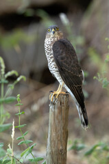 Young male Eurasian sparrow hawk at a natural water point in a pine forest in summer