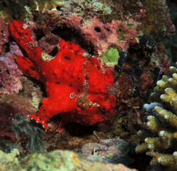 A red Painted frogfish also known as Antennarius pictus Cebu Philippines