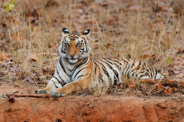 Fototapeta na wymiar Bengal Tiger (Panthera tigris tigris) resting in the long dry grass in Bandhavgarh National Park in India