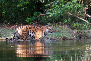 Fototapeta na wymiar Bengal Tiger (Panthera tigris tigris) walking in the water of a small lake in Bandhavgarh National Park in India