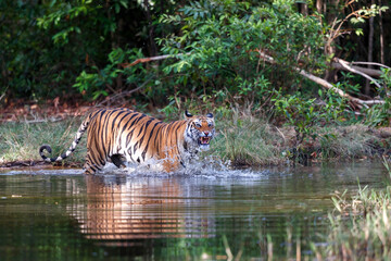 Fototapeta na wymiar Bengal Tiger (Panthera tigris tigris) walking in the water of a small lake in Bandhavgarh National Park in India