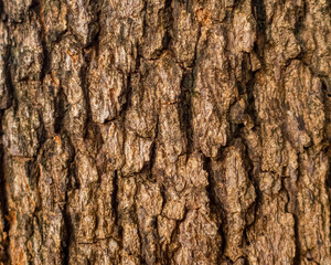 The bark of an old tree background