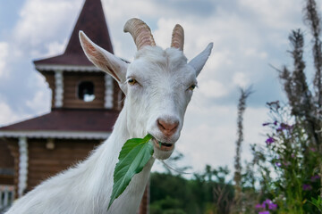 Portrait of a goat with a leaf in its mouth on the street while walking on a summer day. A young goat with white hair and round horns. close-up. The goat looks closely at the photographer. 