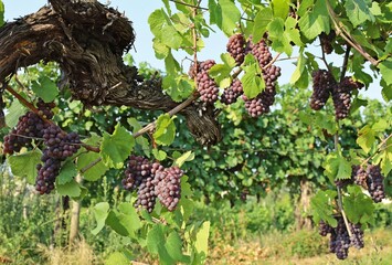 Pinot gris grapes, brown pinkish variety, hanging on vine some days days before the harvest.	