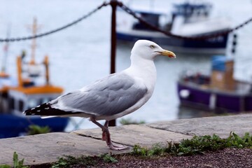 Seagull Walking Down The Beach