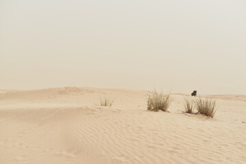 Fototapeta na wymiar Sandy desert with some vegetation. Wild nature landscape. Dunes and hills