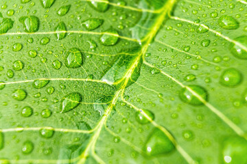 Macro closeup of Beautiful fresh green leaf with drop of water nature background.