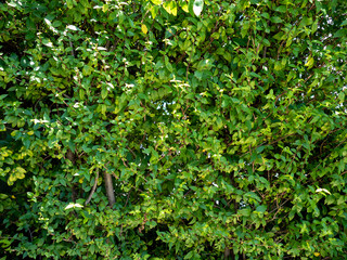 Fototapeta na wymiar Green Leaves background for wallpaper or graphic.