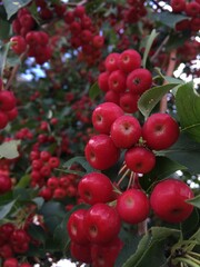red apples on a tree