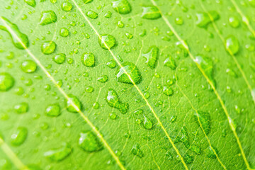 Macro closeup of Beautiful fresh green leaf with drop of water nature background.