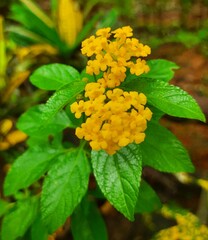 yellow flowers in the garden