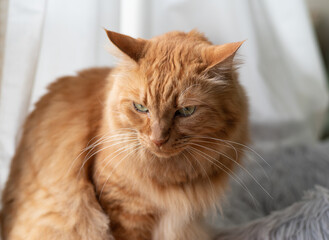 見つめる猫　茶トラ猫