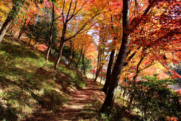 香嵐渓の紅葉