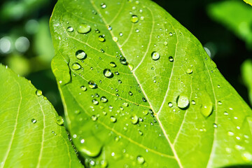 Macro closeup of Beautiful fresh green leaf with drop of water nature background.