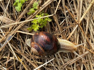 big snail in the grass nature