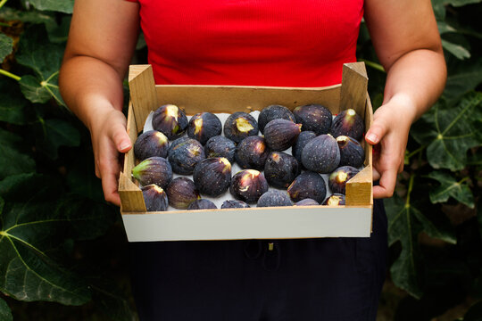 Mujer sosteniendo una caja de madera con higos frescos y maduros. Vista de frente y de cerca
