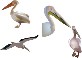 series of images of pelican bird series of images of pelican bird
