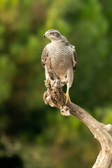 Adult female Northern goshawk in an oak and pine forest, at her favorite perch in the last light of day