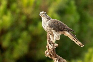 Adult female Northern goshawk at his favorite perch in the last light of day in an oak forest